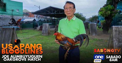 sabong tv usapang bloodline|Usapang Bloodlines kasama si Joe Alimbuyuguen tampok ang .